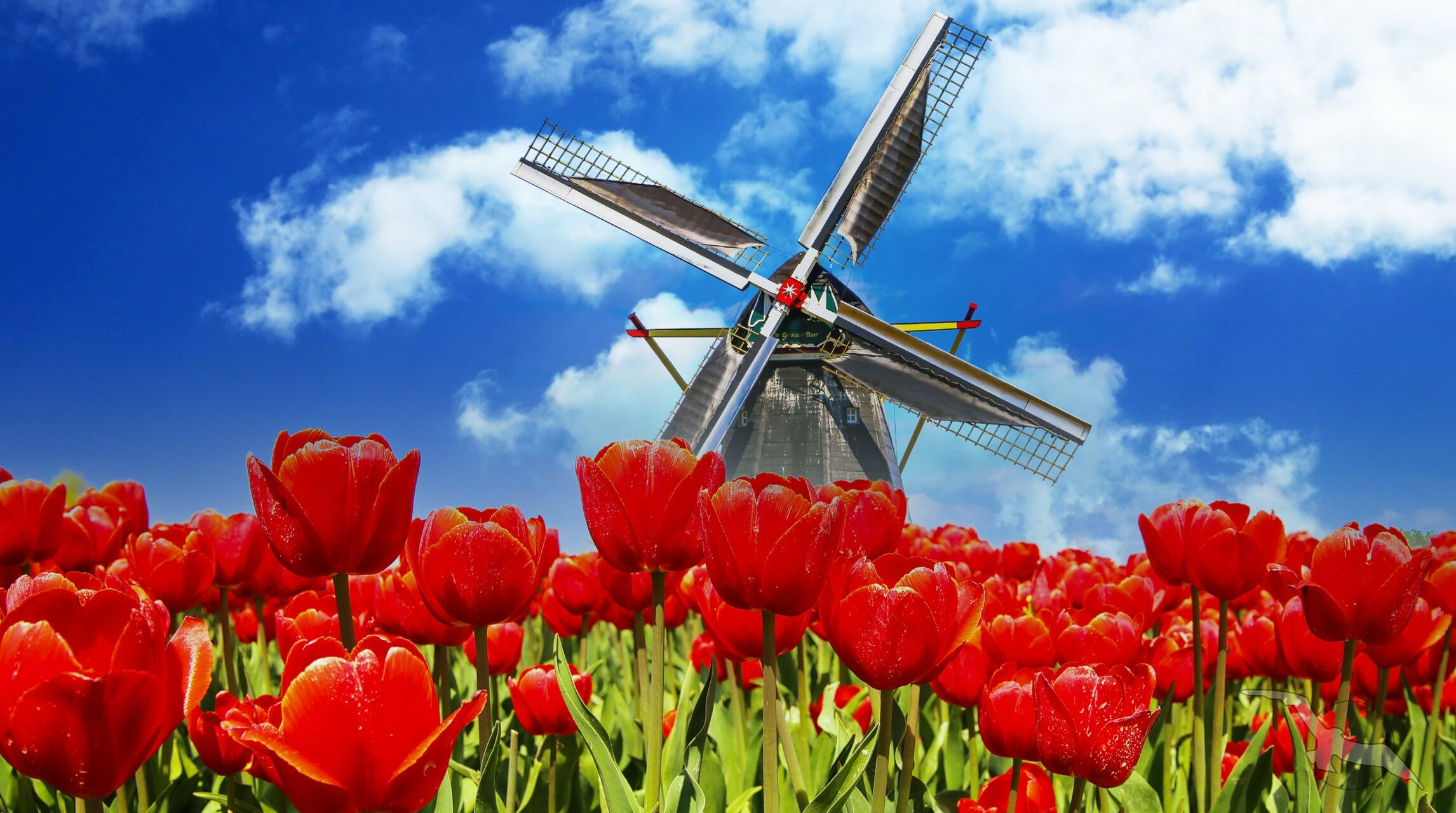 Tulpen Niederlande