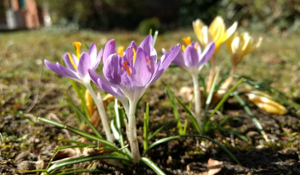 Krokusse im Frühling © TMB-Fotoarchiv/Antje Tischer
