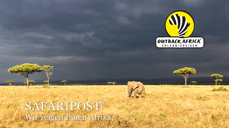 Elefant in der Massai Mara