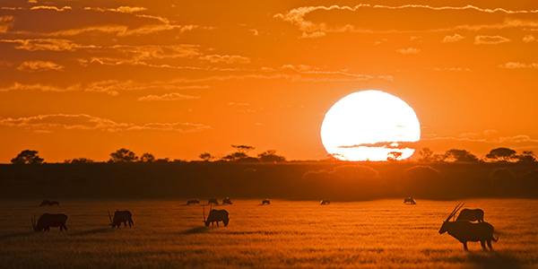 Oryx-Antilopen vor der untergehenden Sonne in der Kalahari