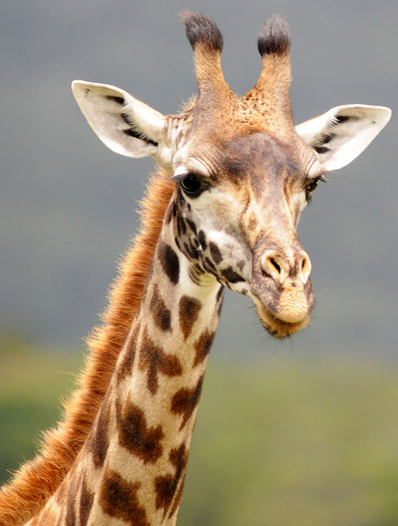 Giraffe im Arusha Nationalpark © Foto: Bernd Gerlach