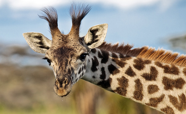 Giraffe © Foto: RomanVM | shutterstock.com