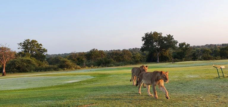 Löwen auf dem Golfplatz von Skukuza, Südafrika © Foto: Getaway Magazine