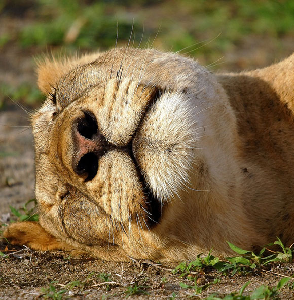 Löwin im Ruaha Nationalpark © Foto: Andrew Molinaro