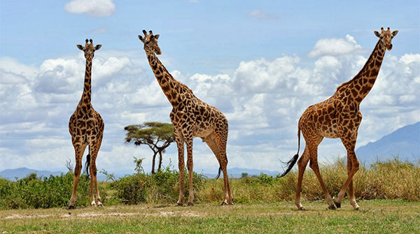 Giraffen in der Massai Mara