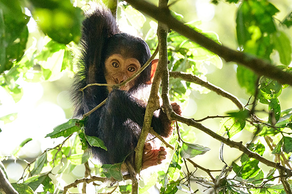 Schimpansen-Kind in Uganda © Foto: Dr. Christian Becker