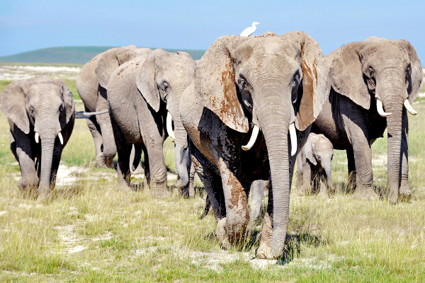 Elefanten-Familie im Amboseli Nationalpark © Foto: Svenja Penzel