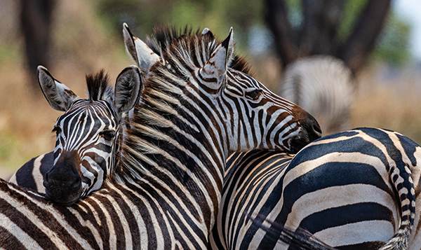 Zebras in Tansania © Foto: Elise Penzel