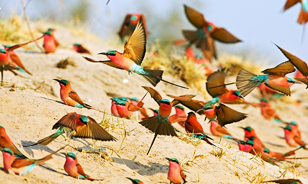 Karminspinte (Carmine Bee-eater) am Sambesi © Foto: Andrea und Christian Heinrich | fotofeeling.com