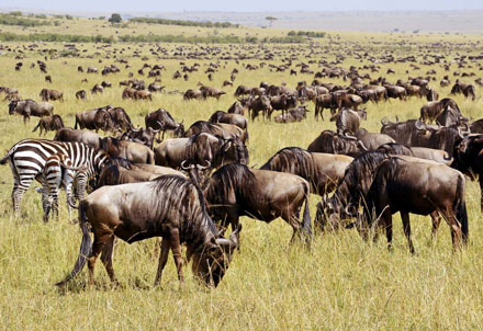 Gnu-Herde in der Serengeti