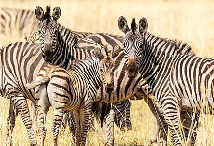 Zebras in Botswana © Foto: Marco Penzel