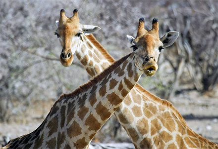 Giraffen im Etosha Nationalpark © Foto: Heinrich | fotofeeling.com