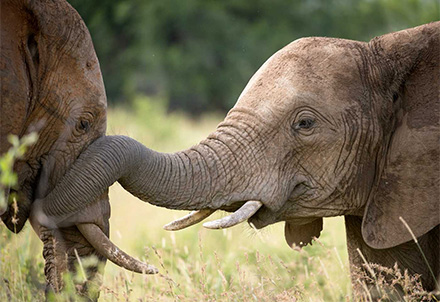 Elefanten im Krüger Nationalpark © Foto: Bruce Taylor | Sunway Safaris