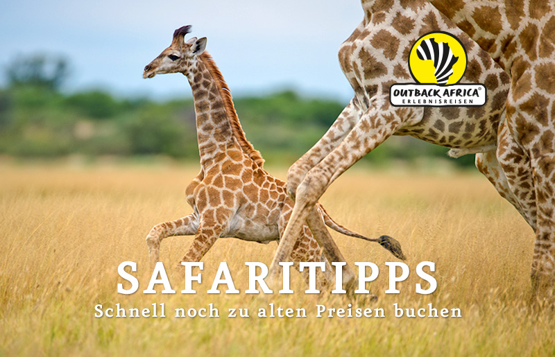 Giraffen in Botswana @ Bruce Taylor | Sunway Safaris