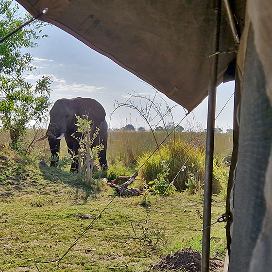 Elefant im Zeltcamp