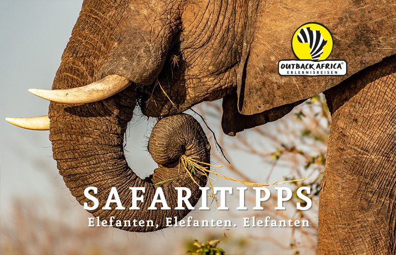 Elefant am Kariba-See © Foto: Marco Penzel | Outback Africa