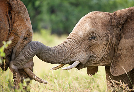 Elefanten im Krüger Nationalpark © Foto: Bruce Taylor | Sunway Safaris