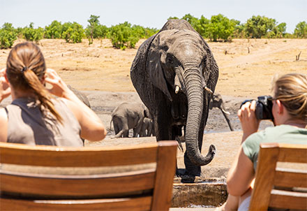 Elefanten am Pool von Somalisa Expeditions © Foto: Marco Penzel | Outback Africa