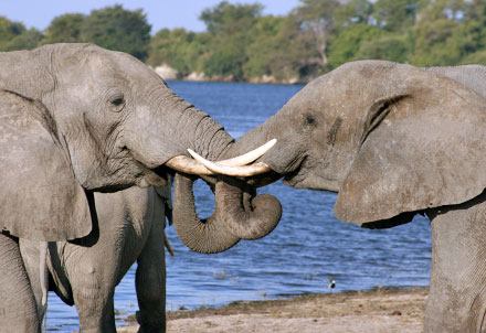 Elefanten am Ufer des Chobe © Foto: Doreen Schütze