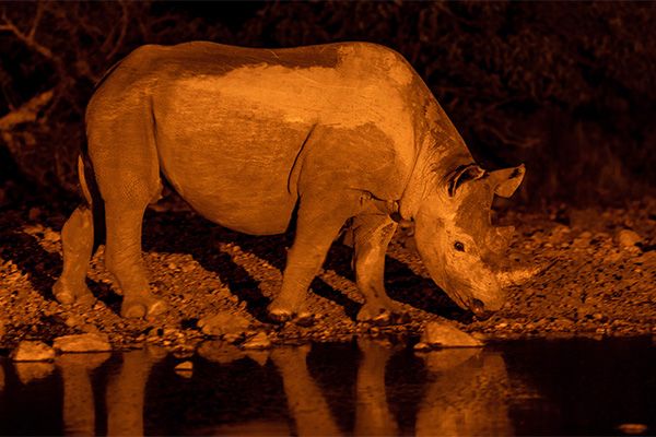 Nashorn abends am Wasserloch in Ongava