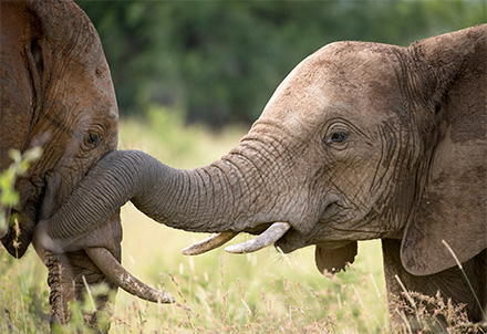 Elefanten im Krüger Nationalpark © Foto: Bruce Taylor | Sunway Safaris