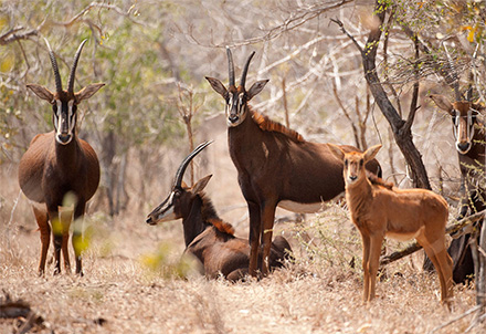 Rappenantilopen im Majete-Wildreservat © Robin Pope Safaris