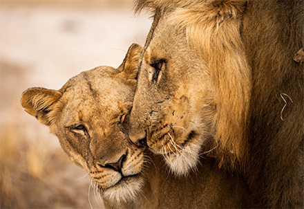 Löwen in South Luangwa NP © Foto: Burrard Lucas | Time+Tide