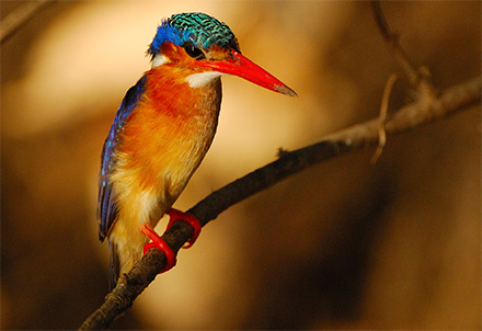 Eisvogel am Ufer des Rufiji © Foto: Dr. Christian Becker