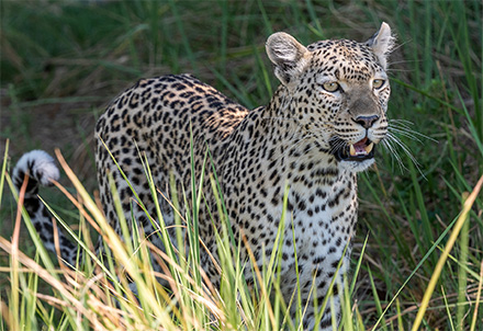 Leopard in Botswana © Foto: Marco Penzel