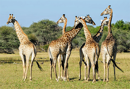 Giraffen im Hwange Nationalpark © Foto: Marco Penzel