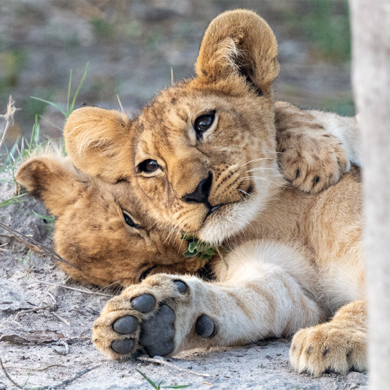 Junge Löwen in Shinde © Foto: Marco Penzel | Outback Africa