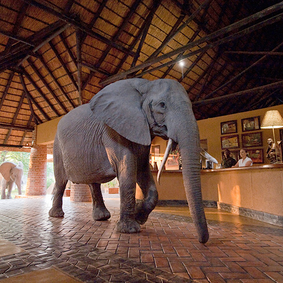 Elefant an der Rezeption der Mfuwe Lodge © Foto: Dana Allen | BCC