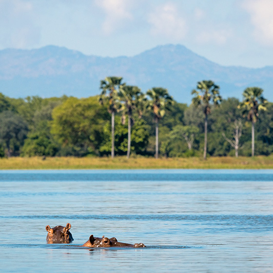 Flusspferde im Liwonde Nationalpark © Foto: Dana Allen | Robin Pope Safaris