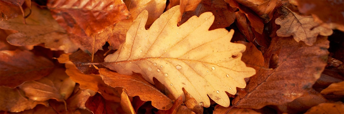 Herbstbild mit Blättern am Boden 